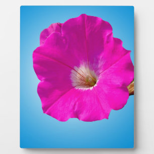 Rosa Petunia Blume im blauen Hintergrund. Fotoplatte