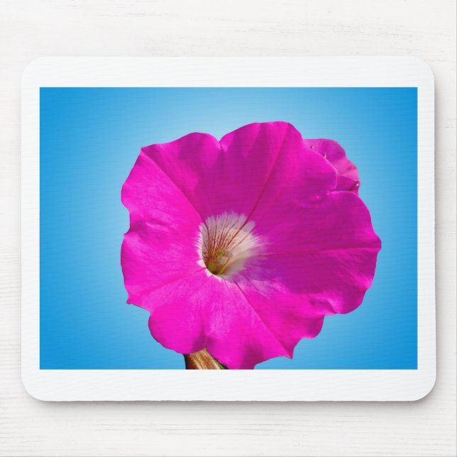 Rosa Petunia Blume im blauen Hintergrund. Mousepad (Vorne)