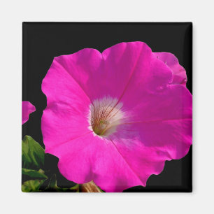 Rosa Petunia-Blume Magnet