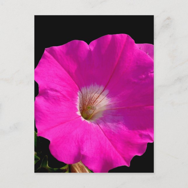Rosa Petunia-Blume Postkarte (Vorderseite)