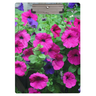 Rosa Petunia Schönheit Klemmbrett