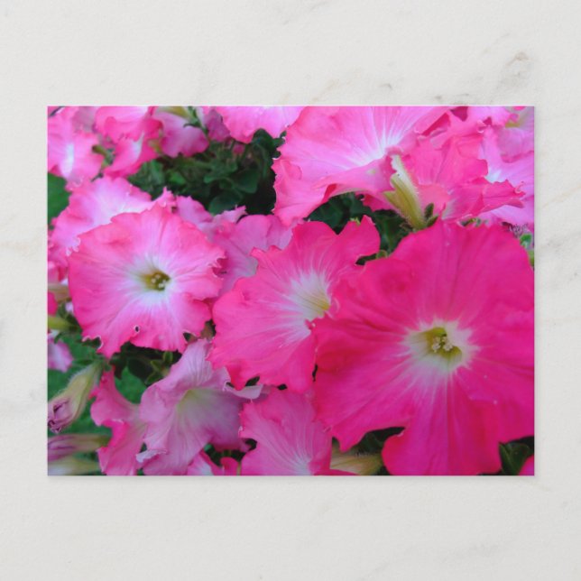 Rosa Petunien Postkarte (Vorderseite)