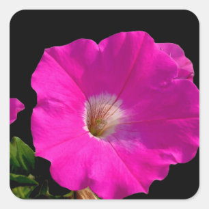rosa Petunienblüte Quadratischer Aufkleber