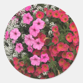 Rosa Petunienblüten Frühlingszeit Runder Aufkleber