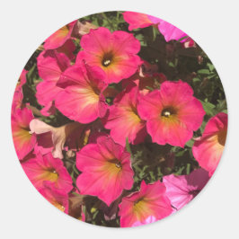 Rosa Petunienblüten Frühlingszeit Runder Aufkleber