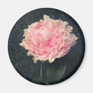 Rosa Pfingstrose Magnet