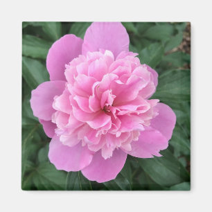 Rosa Pfingstrose Magnet