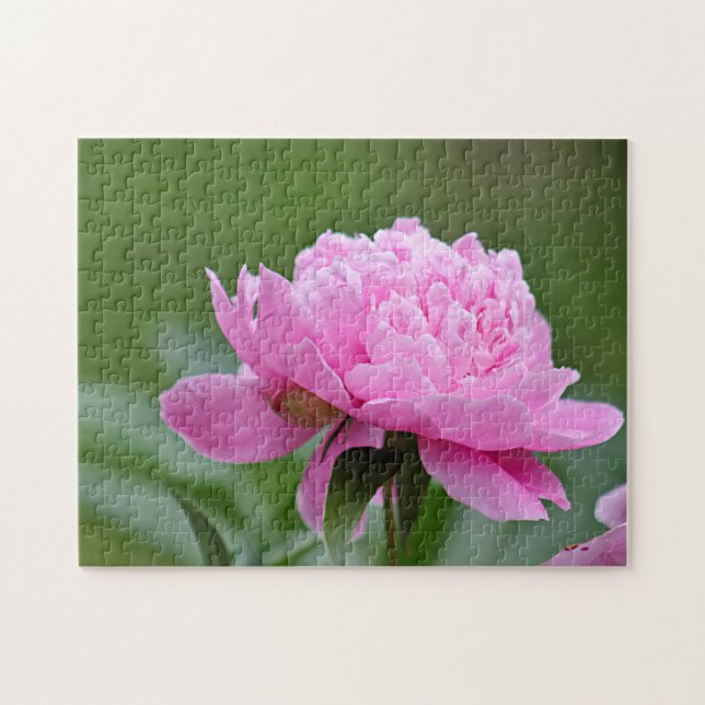 Rosa Pfingstrose Puzzle (Horizontal)