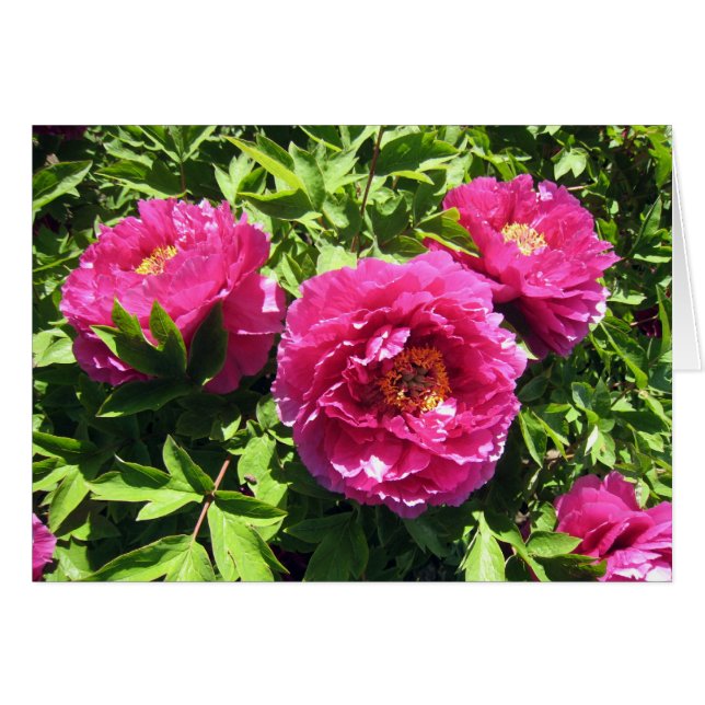 rosa Pfingstrosen (Vorderseite (Horizontal))
