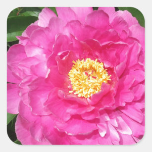 Rosa Pfingstrosen-Blume mit gelber Mitte Quadratischer Aufkleber