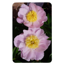 Rosa Pfingstrosen Magnet