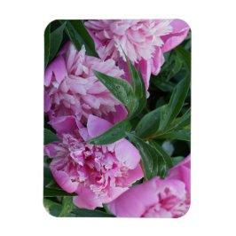 Rosa Pfingstrosen Magnet