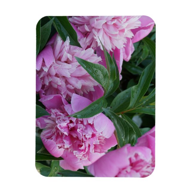 Rosa Pfingstrosen  Magnet (Vertikal)