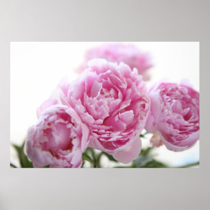 rosa Pfingstrosenplakat Poster