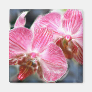 Rosa Phalaenopsis Orchideen Magnet