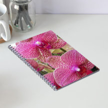 Rosa Phalaenopsis Orchids Floral