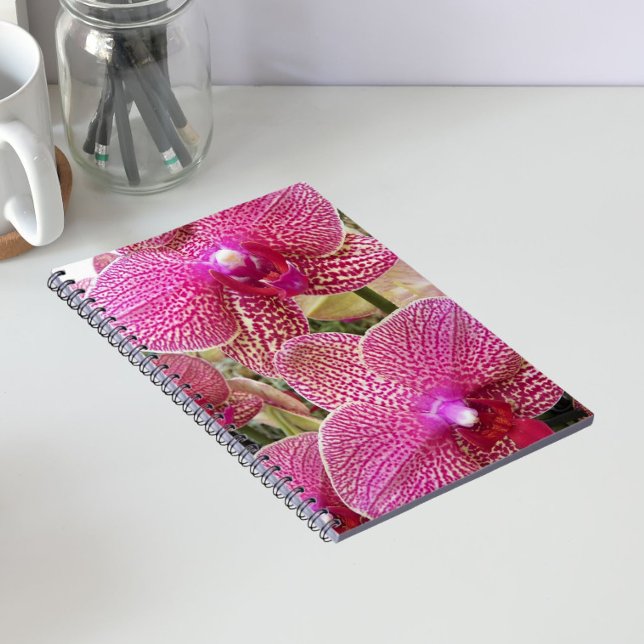 Rosa Phalaenopsis Orchids Floral Notizblock (In Situ)