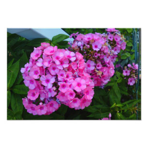 Rosa Phlox-Blumen-Foto-Druck Fotodruck