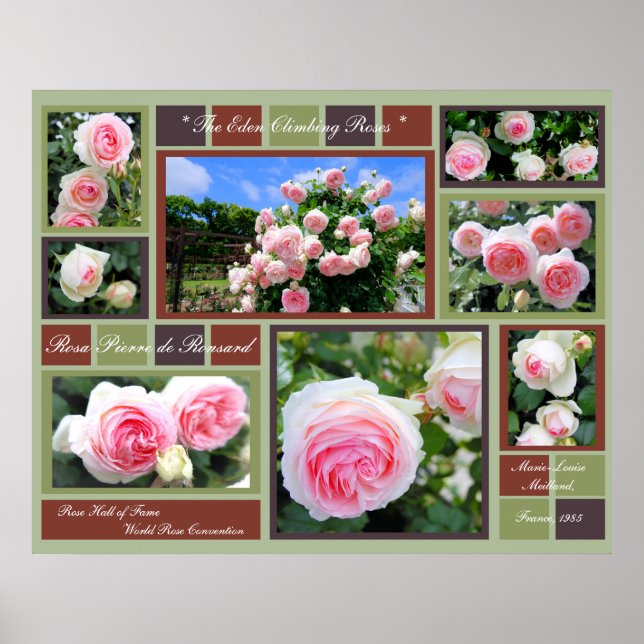 Rosa Pierre de Ronsard [Kunstposter] Poster (Vorne)