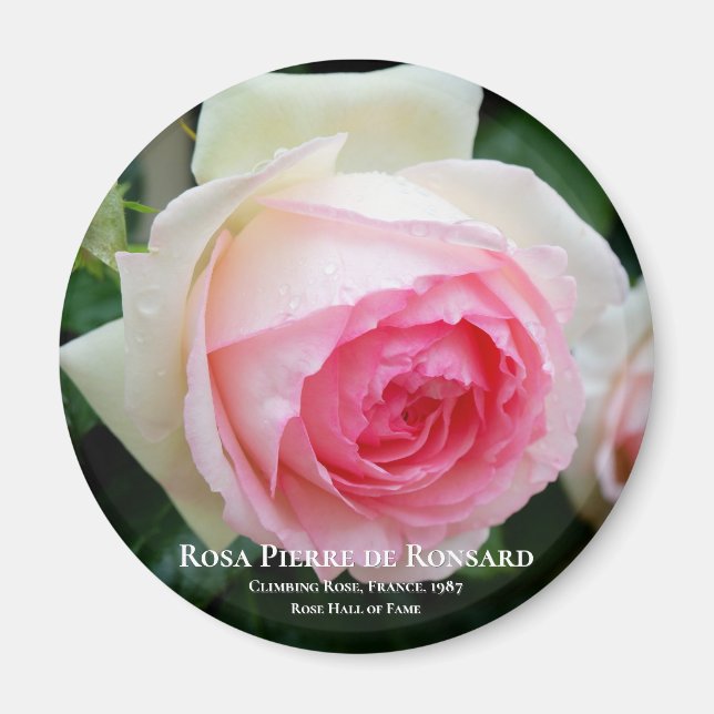 Rosa Pierre de Ronsard Magnet (Vorne)