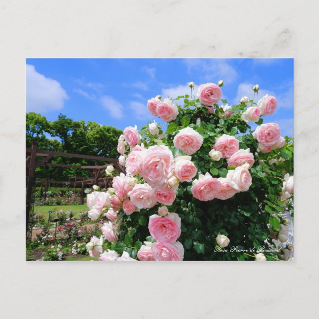 Rosa Pierre de Ronsard [Postcard] Postkarte (Vorderseite)