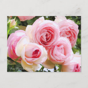 Rosa Pierre de Ronsard [Postcard] Postkarte