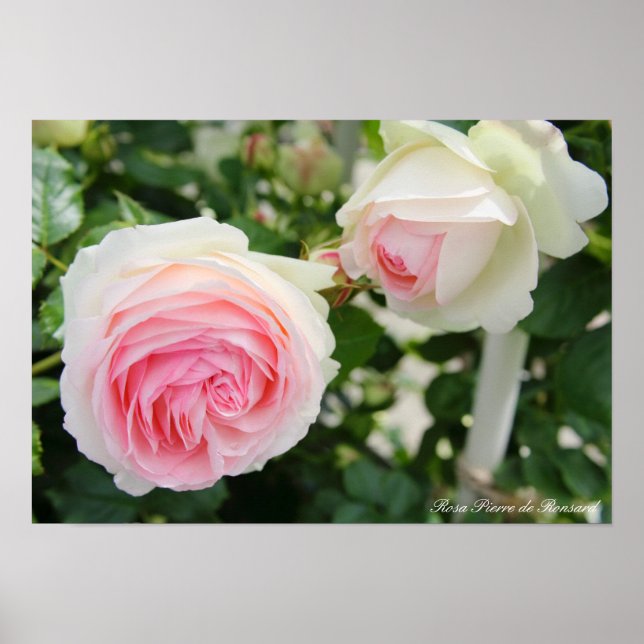 Rosa Pierre de Ronsard Poster (Vorne)
