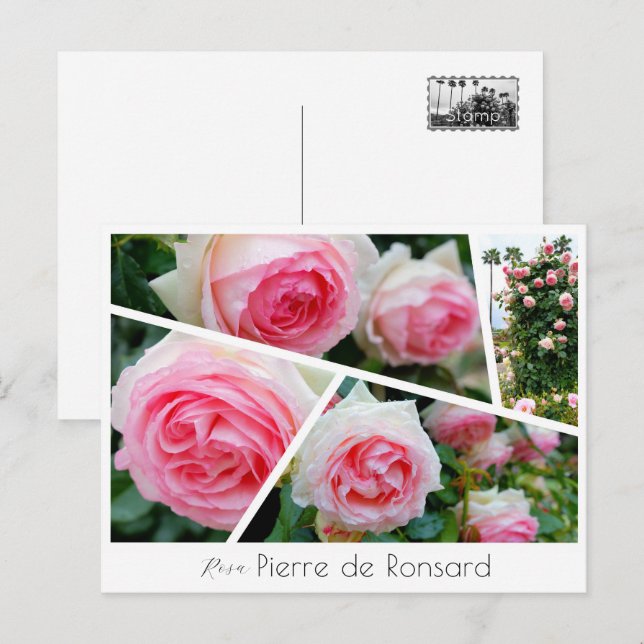 Rosa Pierre de Ronsard Postkarte (Vorne/Hinten)