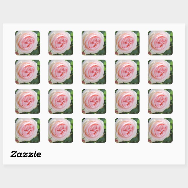 Rosa Pierre de Ronsard：Seal Quadratischer Aufkleber (Blatt)