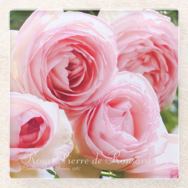 Rosa Pierre de Ronsard [Untersetzer aus Glas] Glasuntersetzer (Vorderseite)