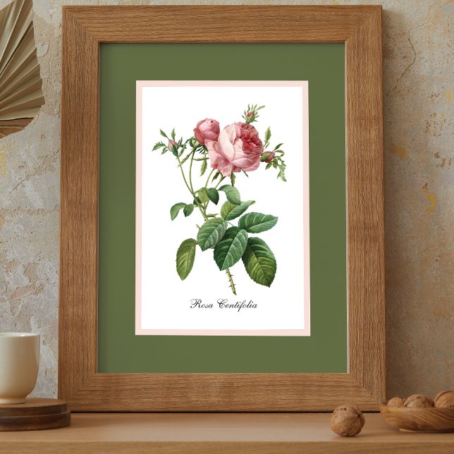 Rosa Pierre Redoute Botanisch Poster (Von Creator hochgeladen)