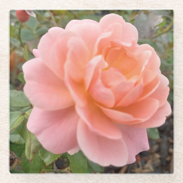 Rosa Pink Coster Glasuntersetzer (Vorderseite)