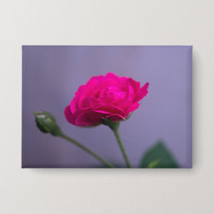 Rosa 'Pink Garden Rose' Button