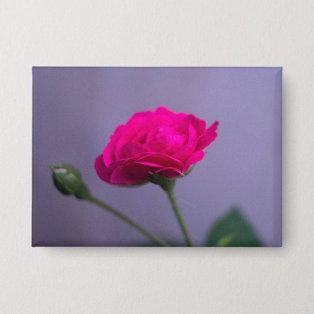 Rosa 'Pink Garden Rose' Button (Vorderseite)