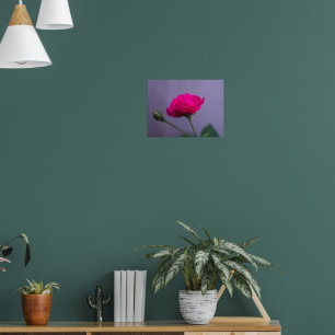 Rosa 'Pink Garden Rose' Poster