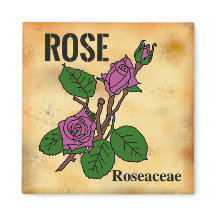 Rosa Pink Line-Art im Stil von gealtertem Papier