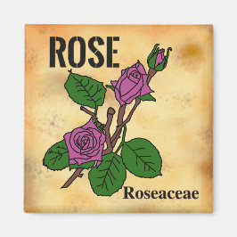 Rosa Pink Line-Art im Stil von gealtertem Papier   Magnet