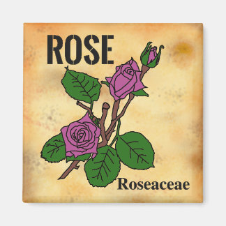 Rosa Pink Line-Art im Stil von gealtertem Papier Magnet
