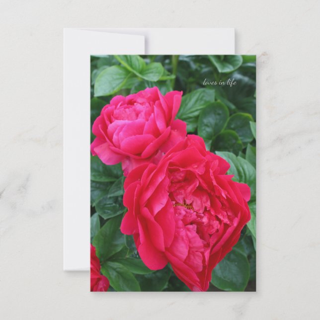 Rosa Pink Peony Mitteilungskarte (Vorderseite)