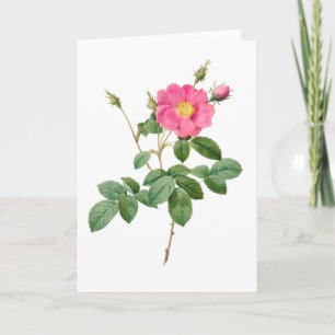 Rosa Pink Pierre-Joseph Redoute Grußkarte Karte