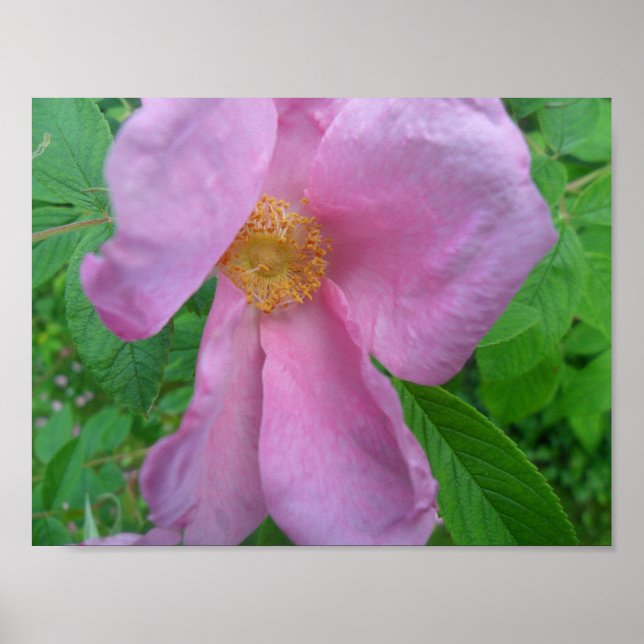 Rosa Pink Poster (Vorne)