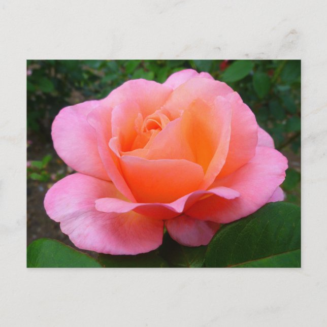 Rosa Pink Postkarte (Vorderseite)