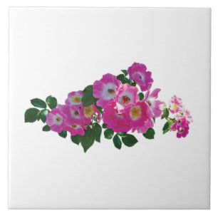 Rosa 'Pink Rambler' Fliese