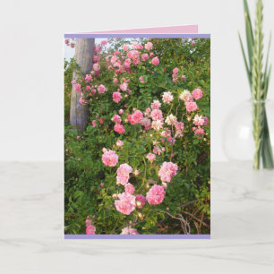 Rosa 'Pink Rambling Roses' Rosengarten Blumen Kart Karte