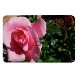 Rosa 'Pink Rose und Knospe' Gartenblume Magnet