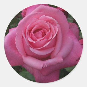 Rosa Pink Runder Aufkleber