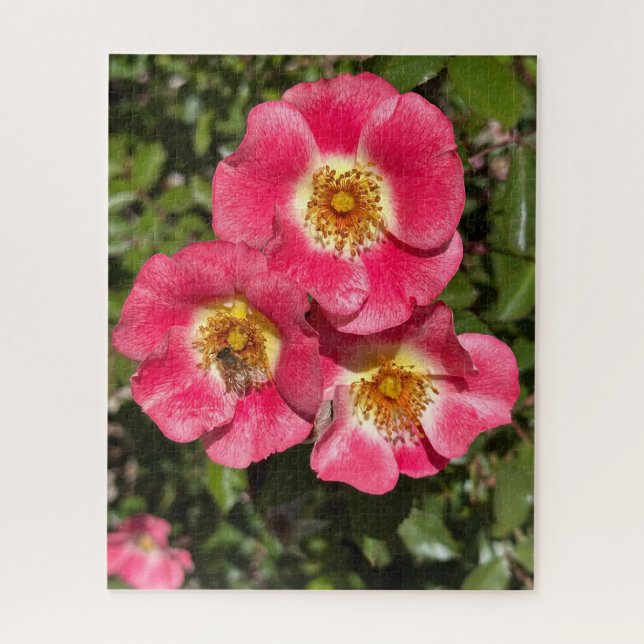 Rosa 'Pink Single-Petaled Shrub', San Mateo Puzzle (Vertikal)