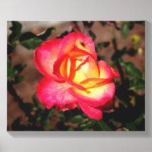 Rosa Pink und Gelb mit einem Marienkäfer