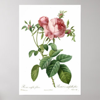 Rosa Pink von Redoute Poster