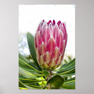 Rosa-Plakat-Druck König-Protea Poster